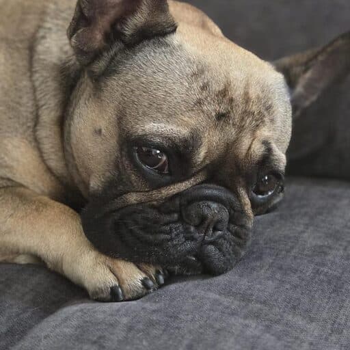Roxy, a French bulldog, resting her head on her paws
